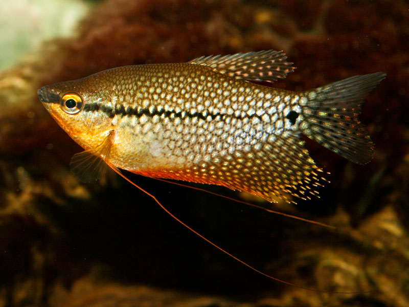 perlinis guramis trichogaster leeri